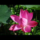 Lotosblume